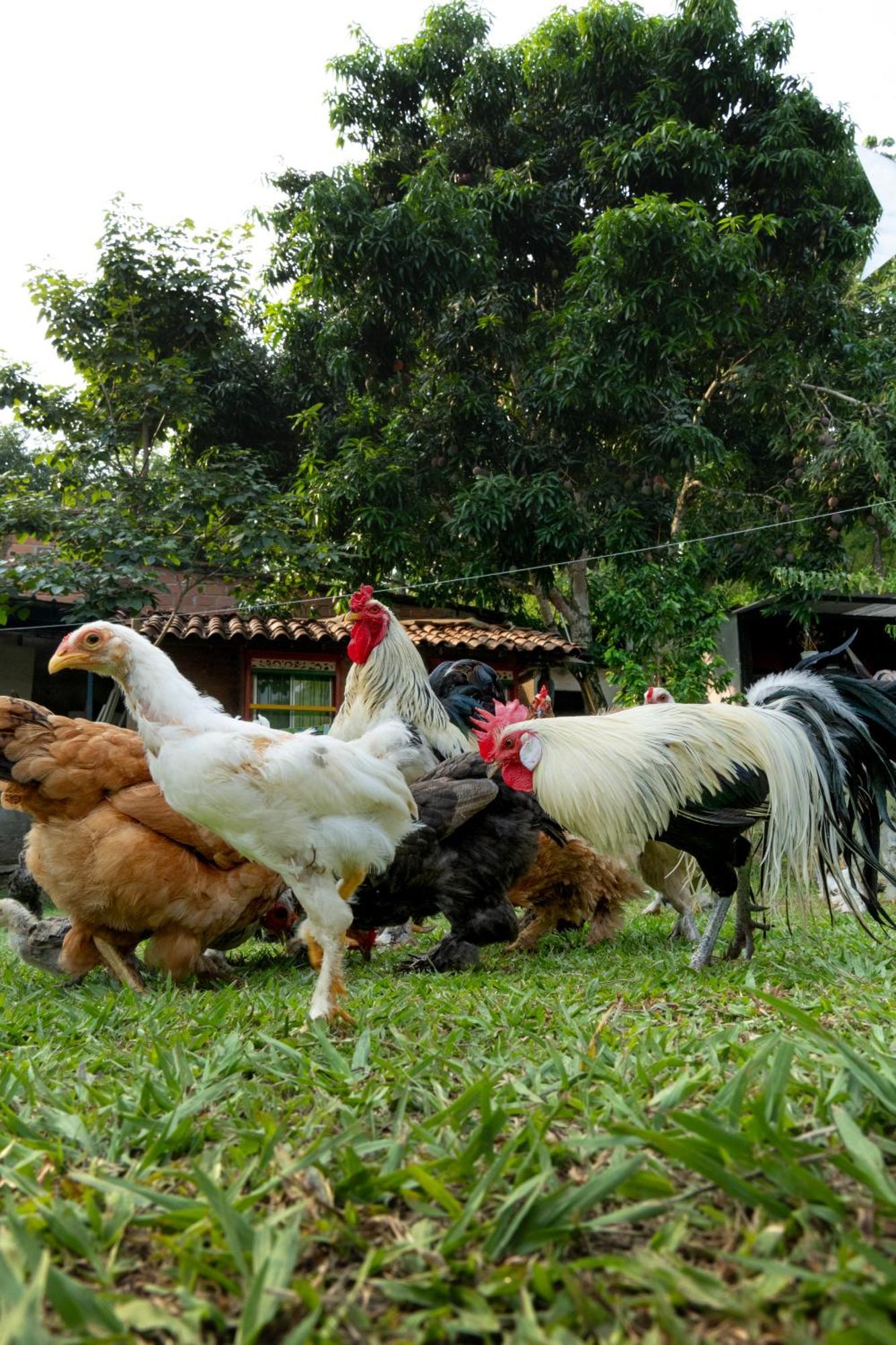 Eco El Acuario Farm stay San Jeronimo (Antioquia)